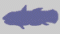 coelacanthes