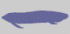 dipneustes