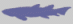 eusthenopteron