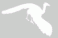 oiseaux