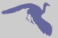 oiseaux