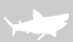 chondrichthyens