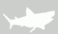 chondrichthyens
