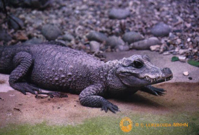 crocodile