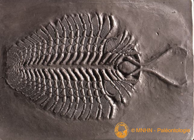face ventrale de trilobite