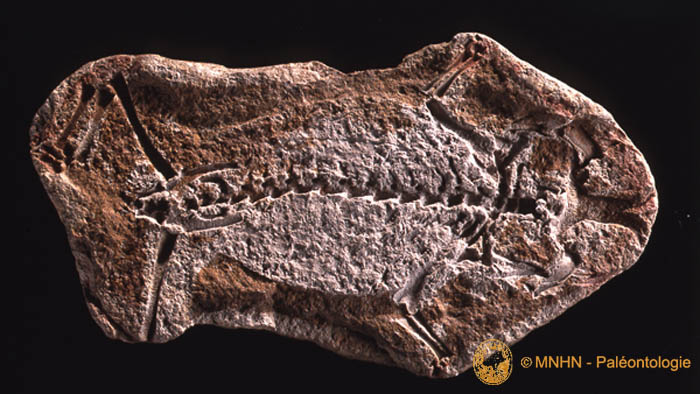 face dorsale de triadobatrachus
