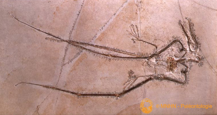 Rhamphorhyncus