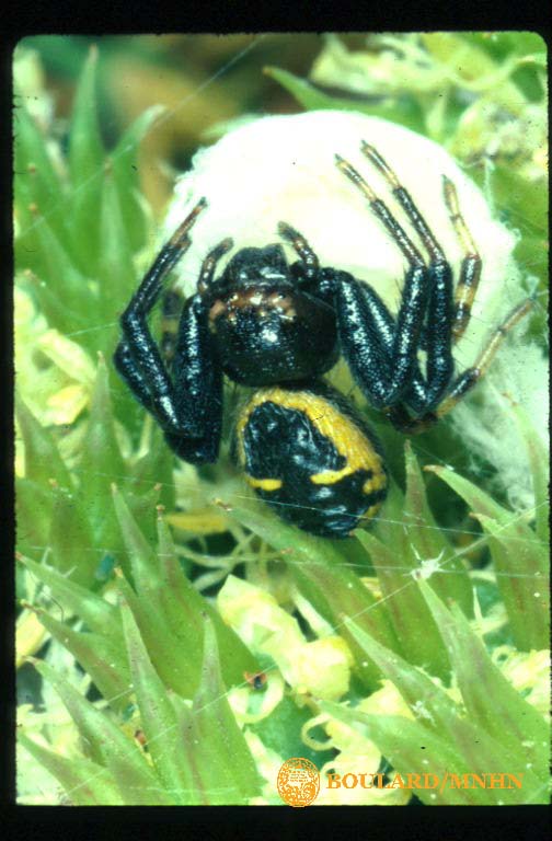 photographie d'araignée