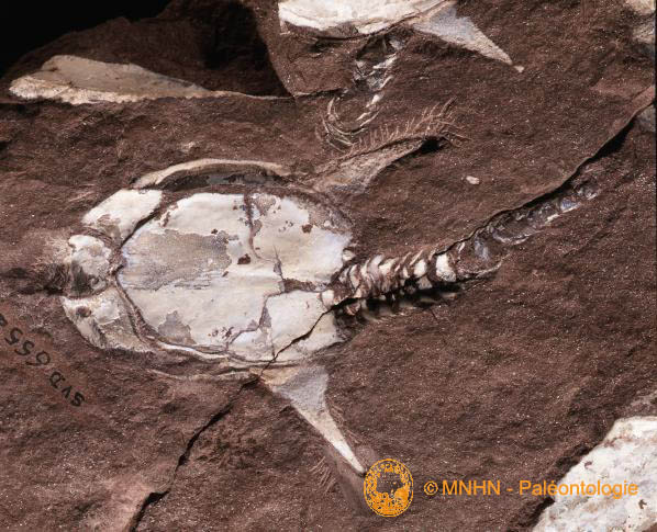 ptéraspidomorphe