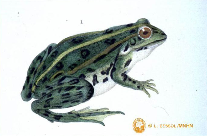 grenouille