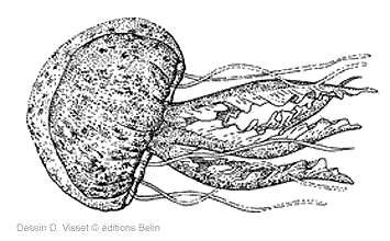 meduse