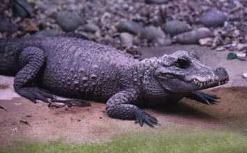 crocodile