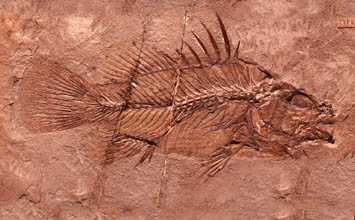 fossile d'eolates
