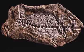 triadobatrachus