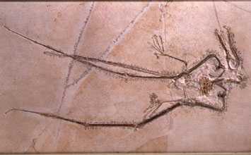 rhamphorhyncus