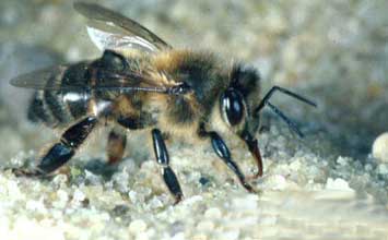 abeille