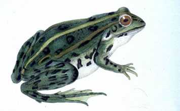 grenouille