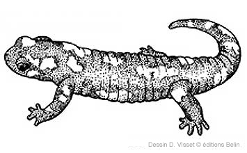 urodèle