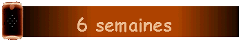 6 semaines