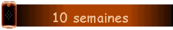 10 semaines