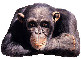 singe