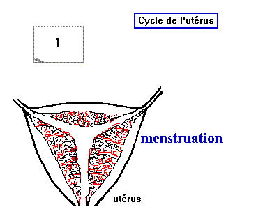 La régulation des cycles sexuels chez la femme
