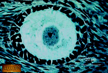 follicule primaire