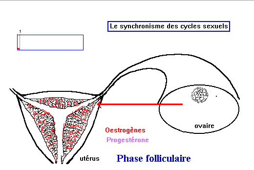 La régulation des cycles sexuels chez la femme